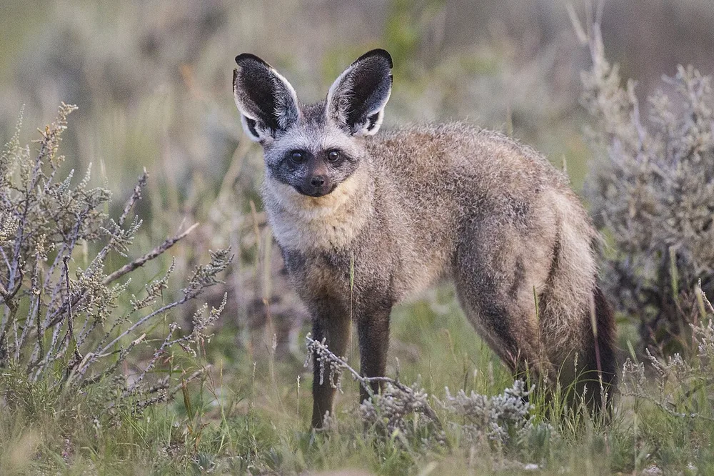 Bat-eared fox (Otocyon megalotis)