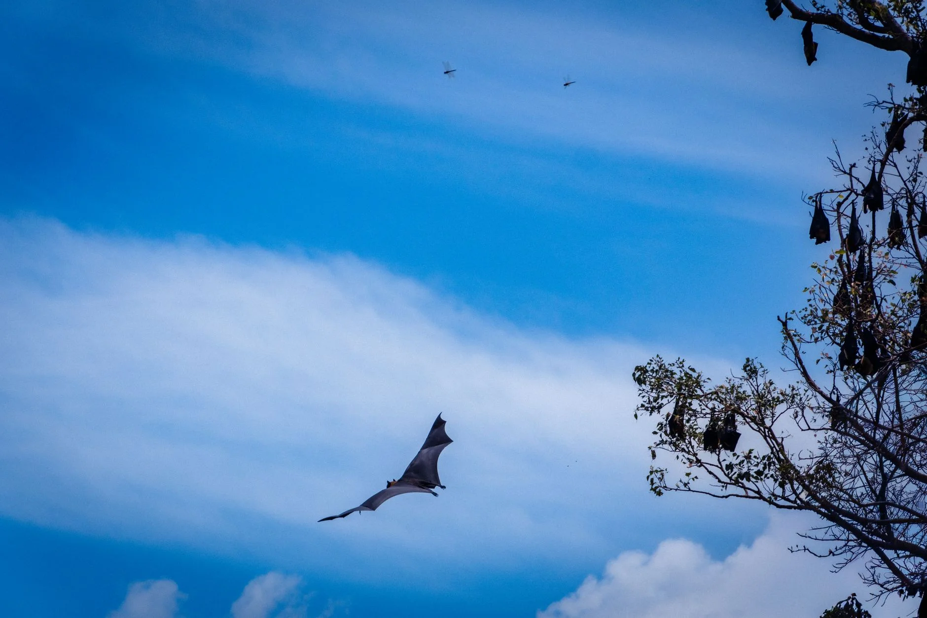 A large fruit bat flying across a blue sky with more bats roosting in a tree