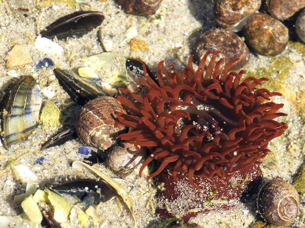 Beadlet anemone (Actinia equina)
