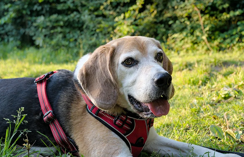 Beagle, a dog breed starting with B