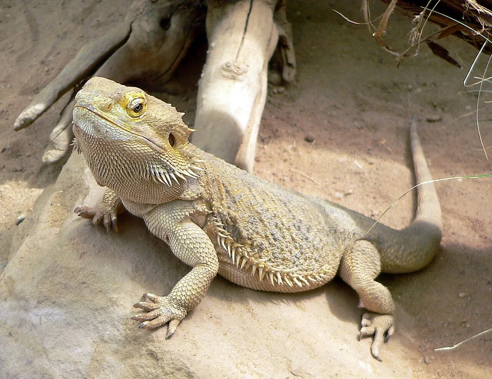 Central bearded dragon (Pogona vitticeps)