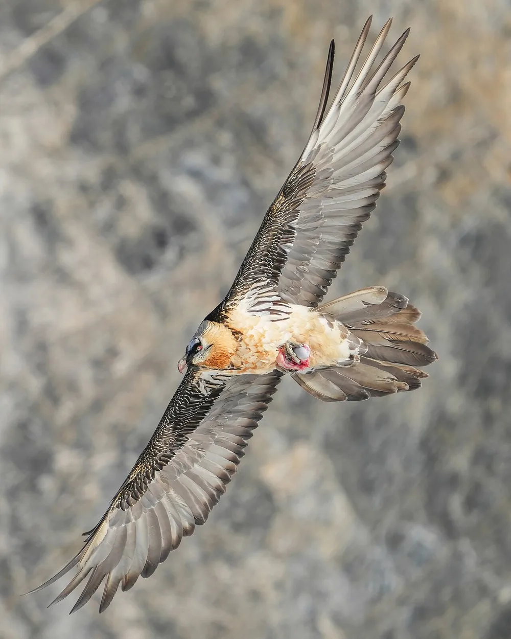 Bearded vulture (Gypaetus barbatus)