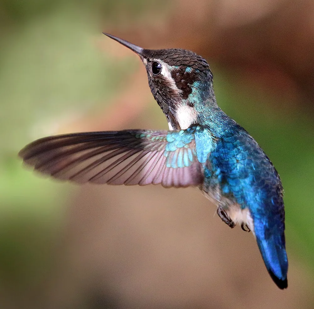Bee hummingbird (Mellisuga helenae)
