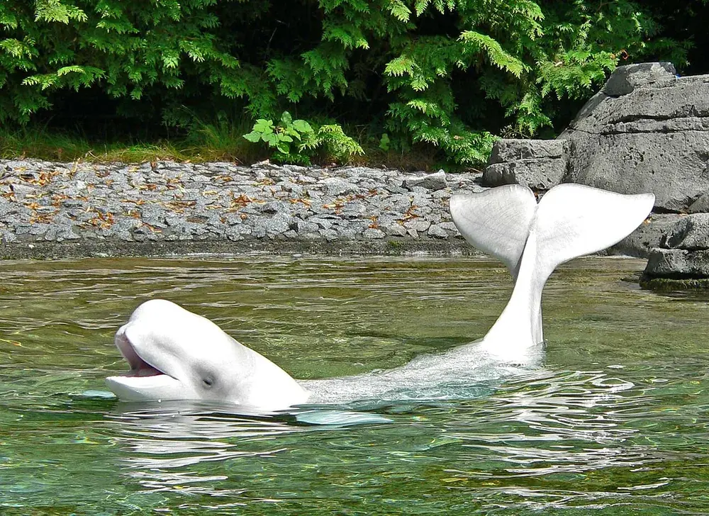Beluga whale (Delphinapterus leucas)