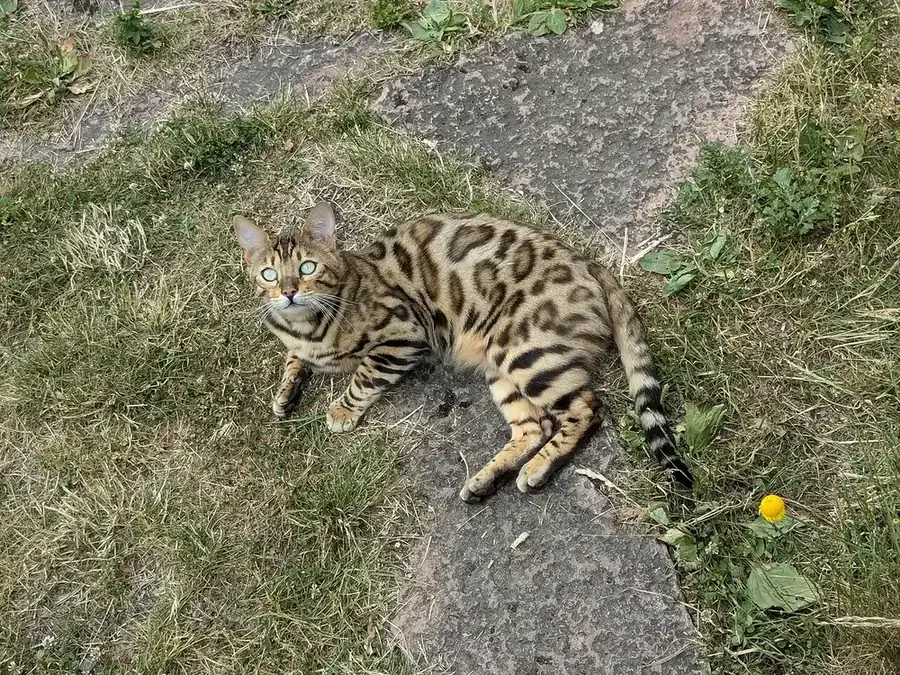 Bengal cat, a cat breed starting with B