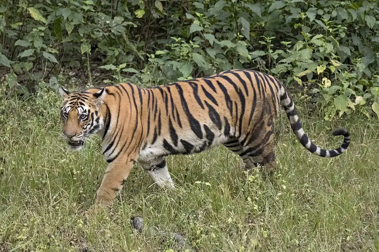 Animals That Start With B: 75 Animals With Pictures