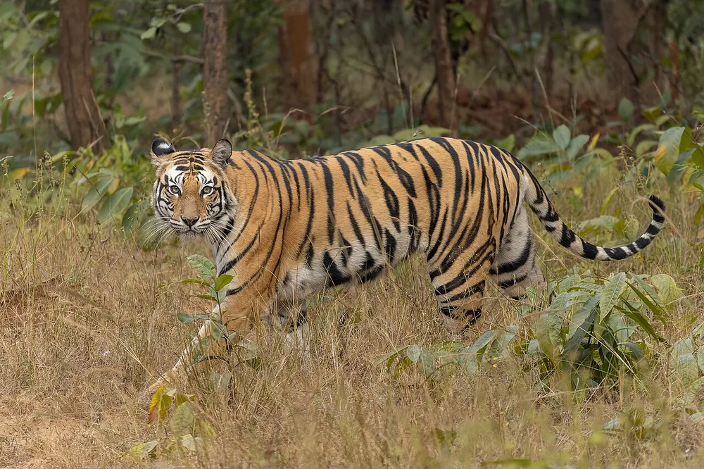 Bengal tiger (Panthera tigris tigris)