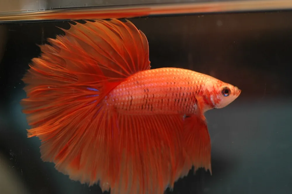 Siamese fighting fish (betta) (Betta splendens)