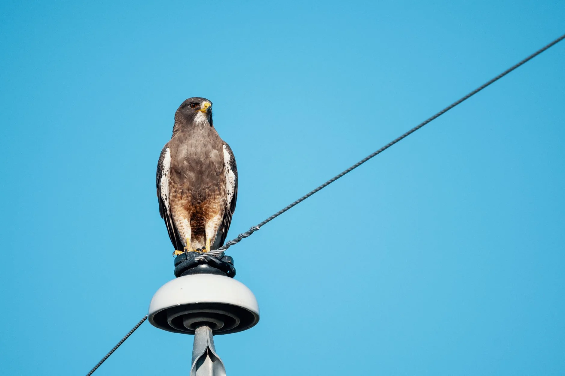 A large brown hawk sitting on a pole-top insulator with the live wire tied right beneath its feet