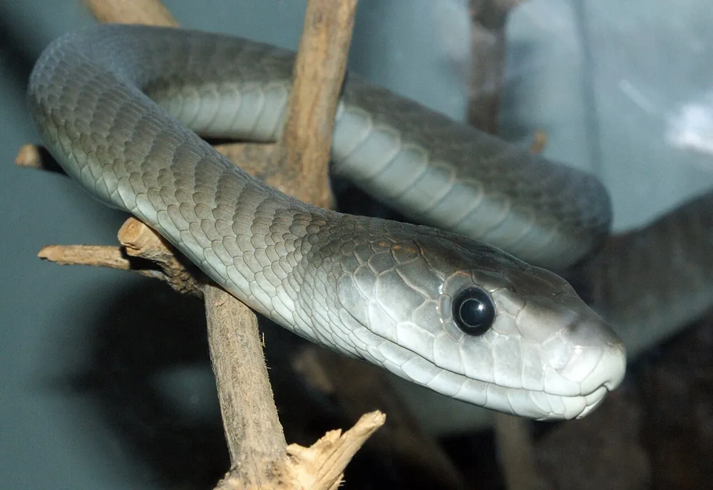 Black mamba (Dendroaspis polylepis)