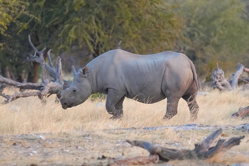 Black rhinoceros (Diceros bicornis)