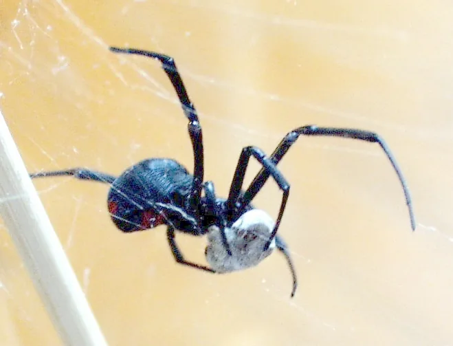 Southern black widow (Latrodectus mactans)