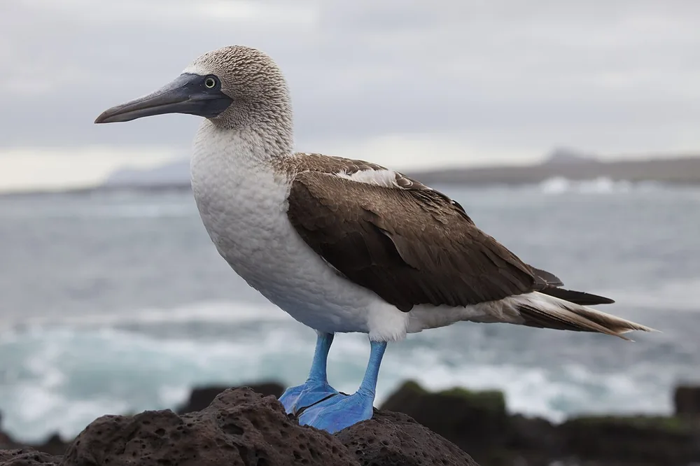 Blue-footed booby (Sula nebouxii)