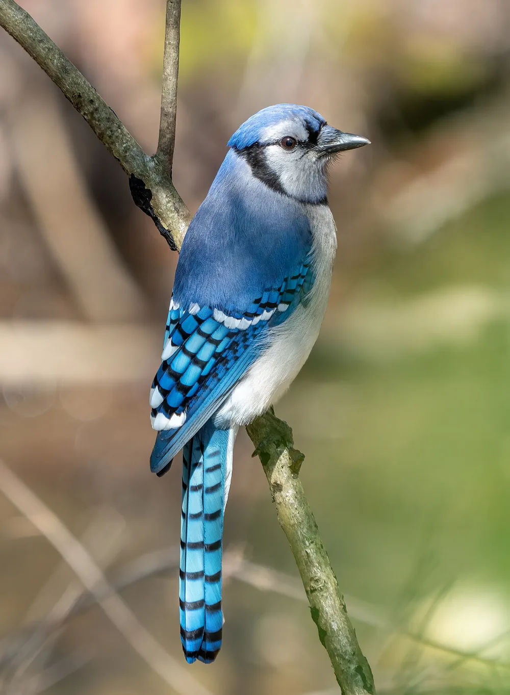 Blue jay (Cyanocitta cristata)