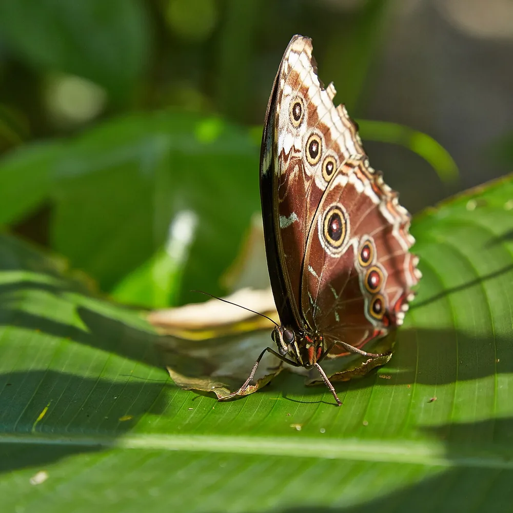 Blue morpho (Morpho menelaus)