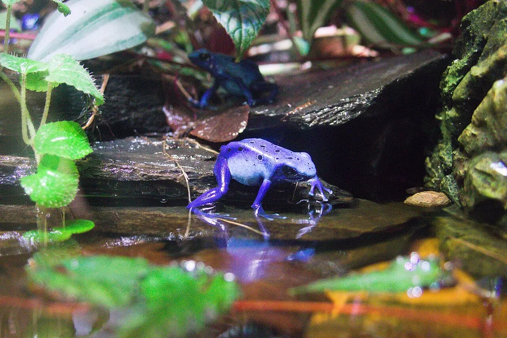 Blue poison dart frog (Dendrobates tinctorius "azureus")