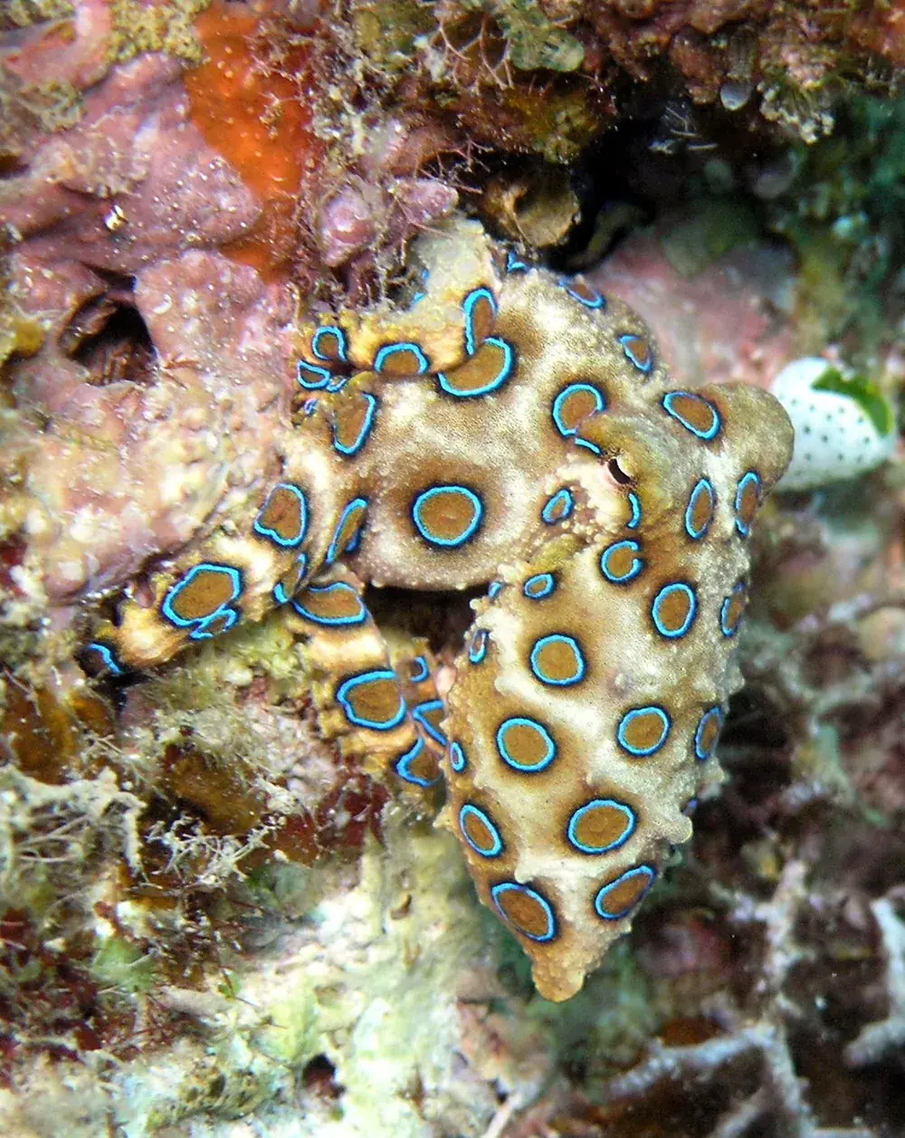 Greater blue-ringed octopus (Hapalochlaena lunulata)