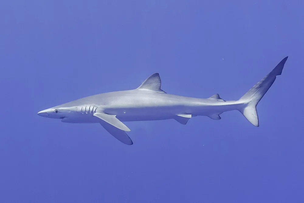 Blue shark (Prionace glauca)