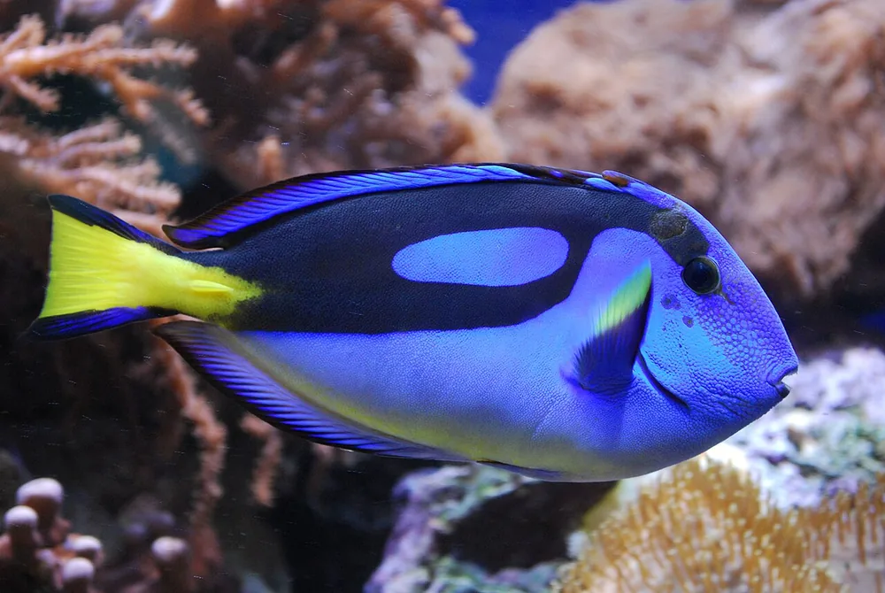 Blue tang (Paracanthurus hepatus)
