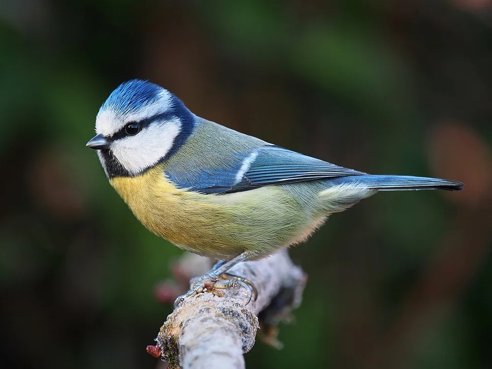 Blue tit (Cyanistes caeruleus)