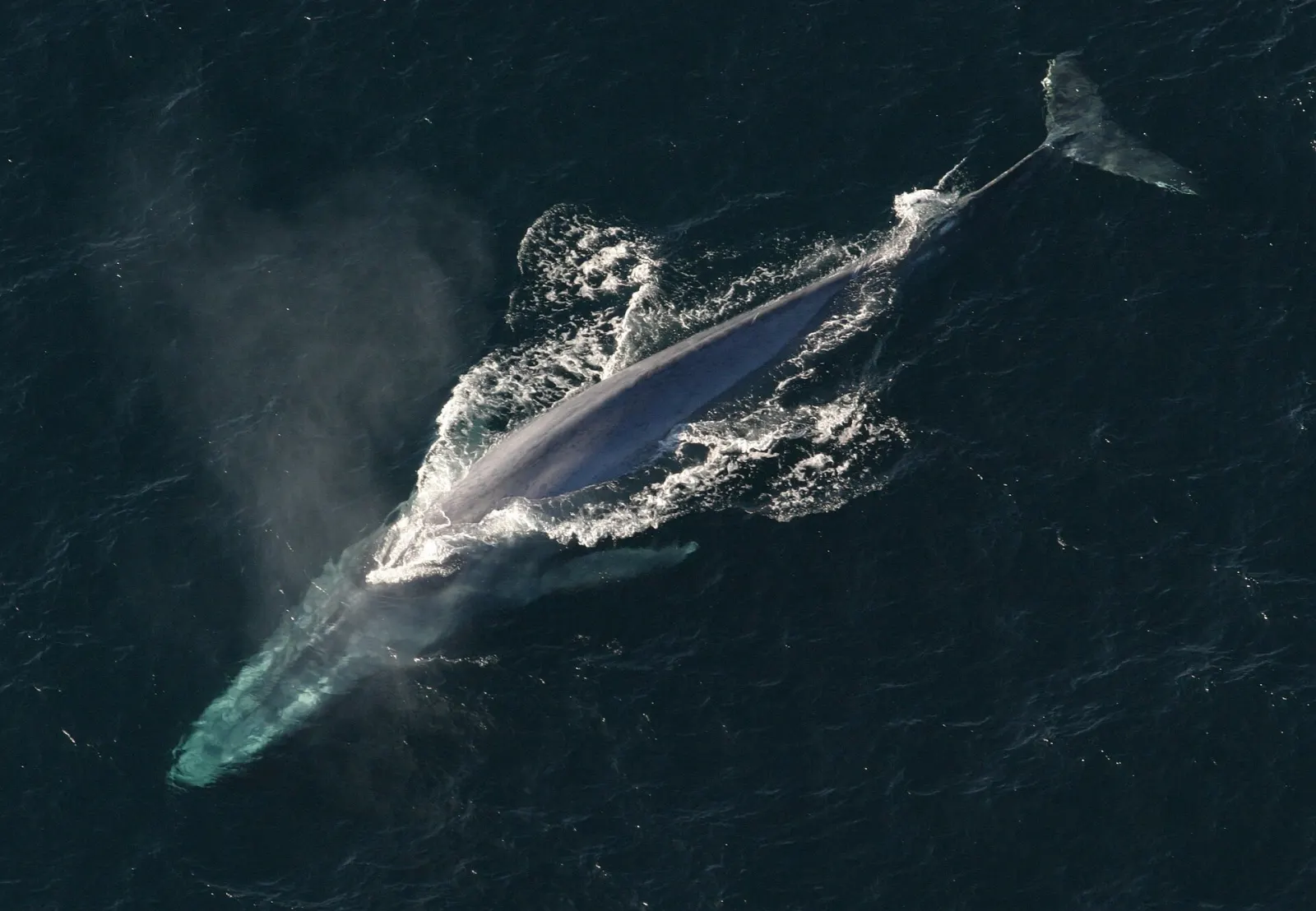 Aerial photo of a blue whale surfacing in dark blue water with its tail visible