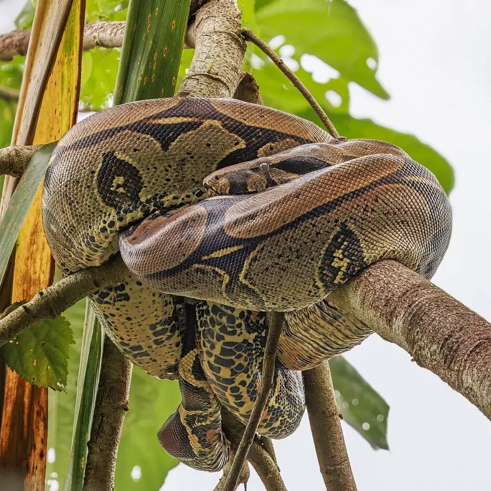 Boa constrictor (Boa constrictor)