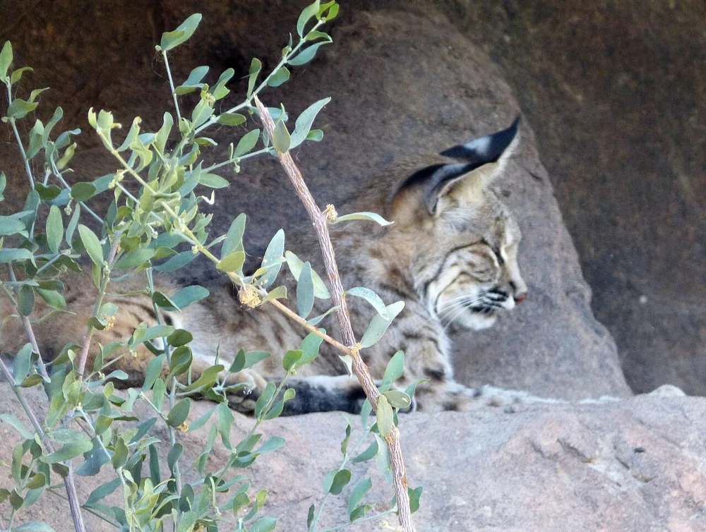 Bobcat (Lynx rufus)