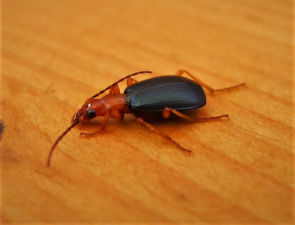 Bombardier beetle (Brachinus crepitans)