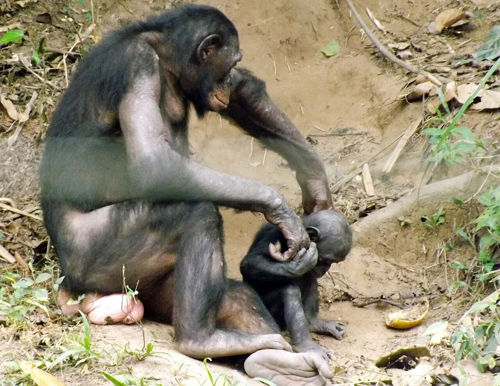 Bonobo (Pan paniscus)