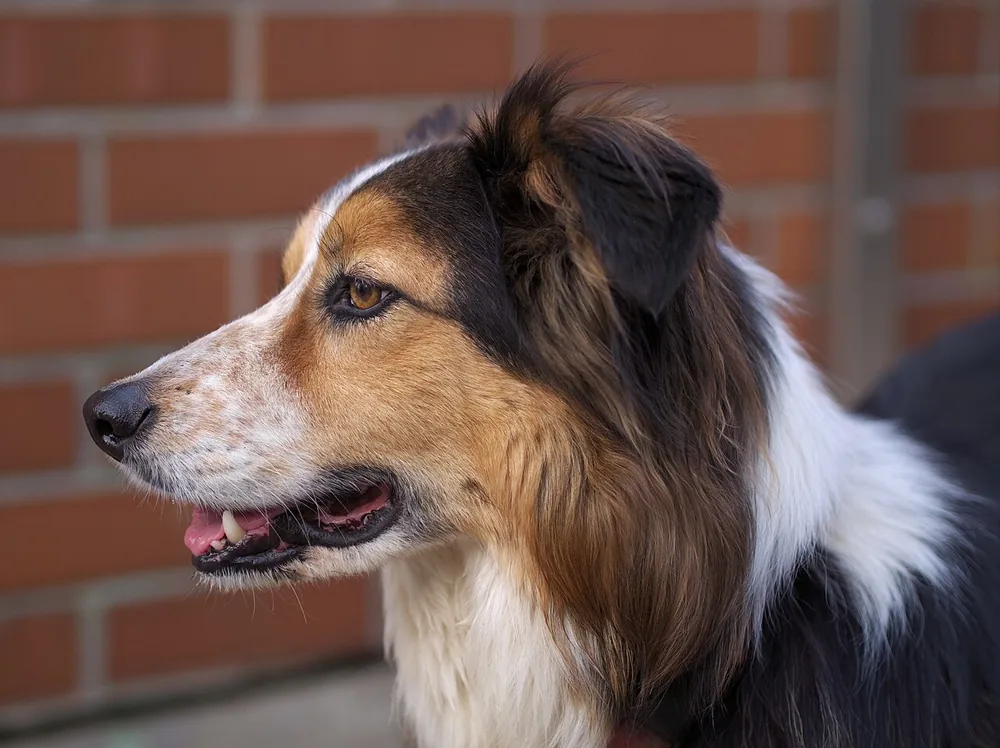 Border Collie, a dog breed starting with B
