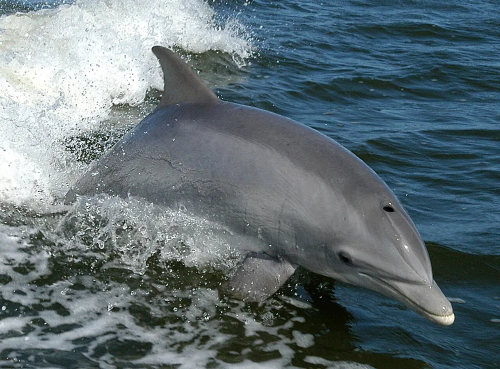 Common bottlenose dolphin (Tursiops truncatus)