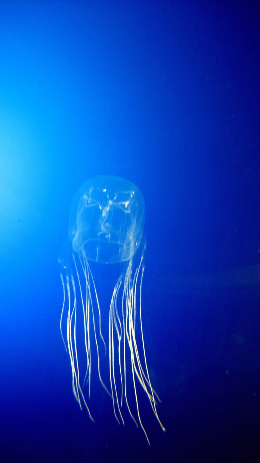 Box jellyfish (Chironex sp.) in an aquarium