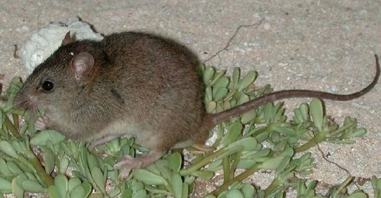 Bramble Cay melomys (Melomys rubicola)