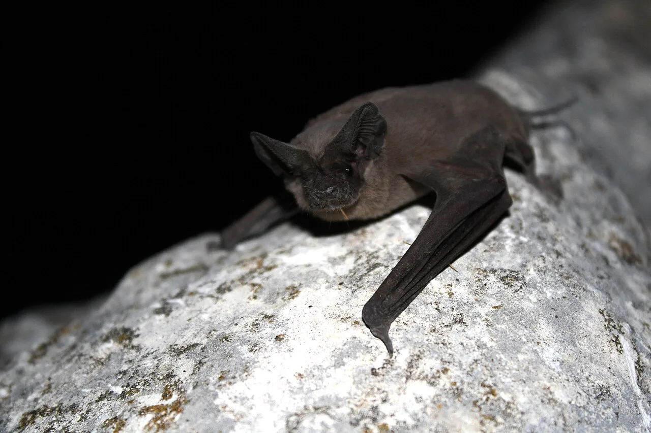 Close-up of a Brazilian free-tailed bat resting on a rock, showing its long narrow wings folded