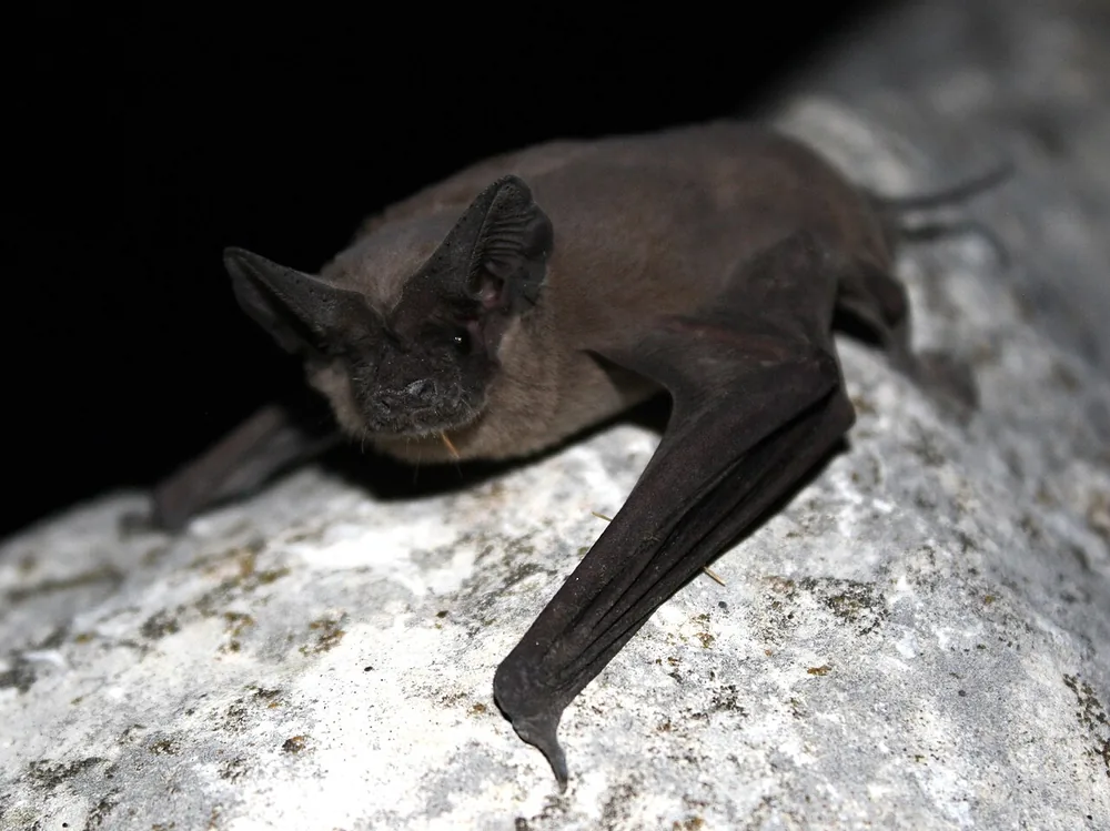 Brazilian free-tailed bat (Tadarida brasiliensis)