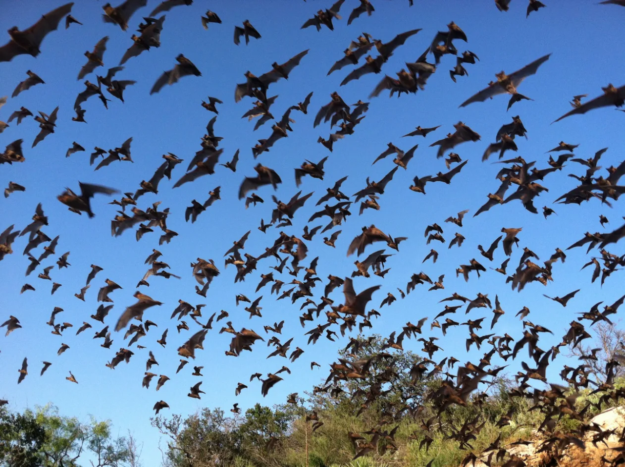 A large swarm of Brazilian free-tailed bats flying against a blue evening sky in Texas