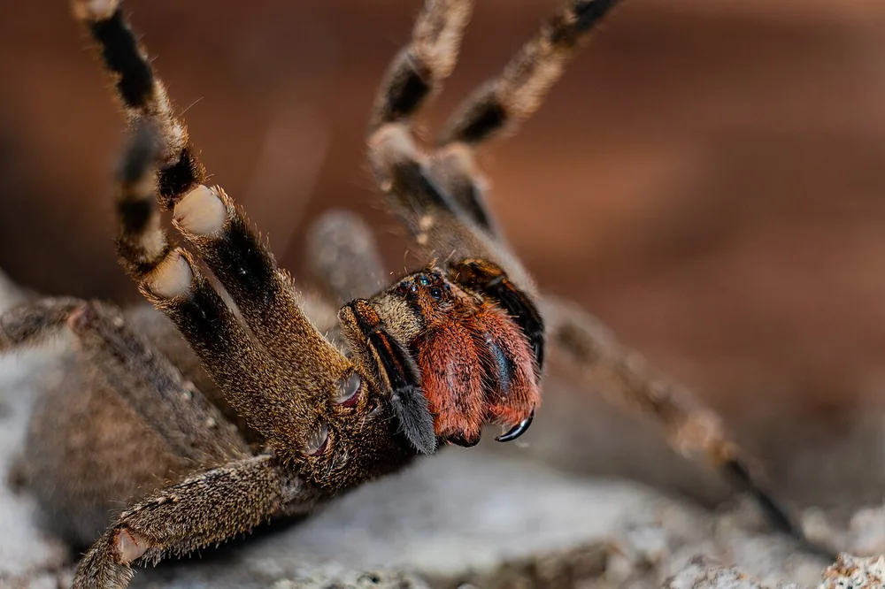 Brazilian wandering spider (Phoneutria nigriventer)