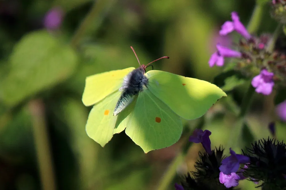Brimstone butterfly (Gonepteryx rhamni)
