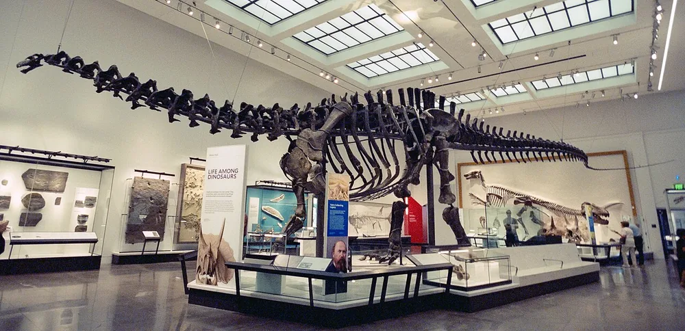 Brontosaurus skeleton (Brontosaurus excelsus)