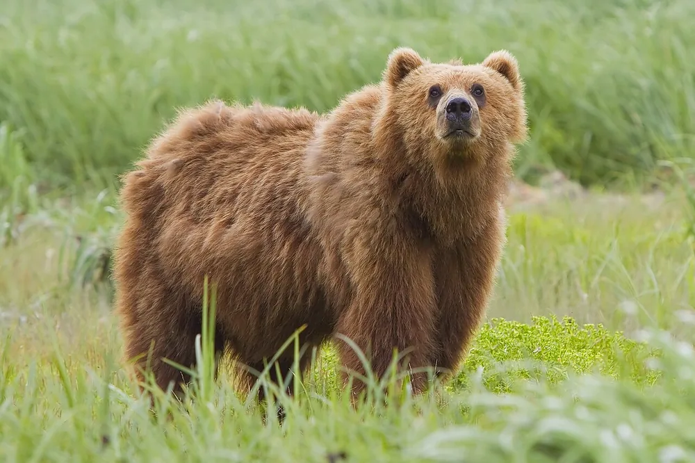 Brown bear (Kodiak) (Ursus arctos)