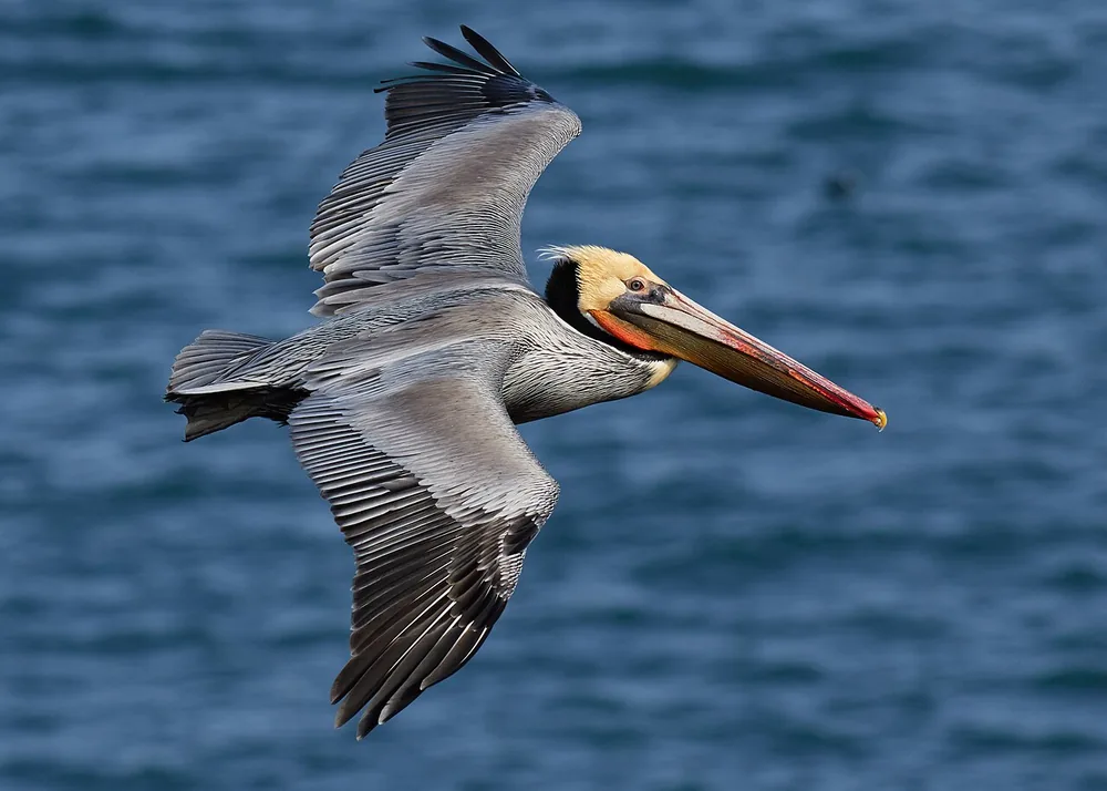 Brown pelican (Pelecanus occidentalis)