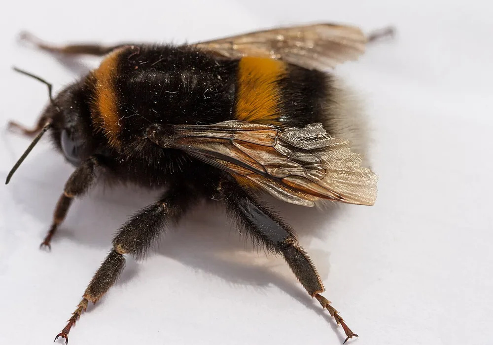 Buff-tailed bumblebee (Bombus terrestris)