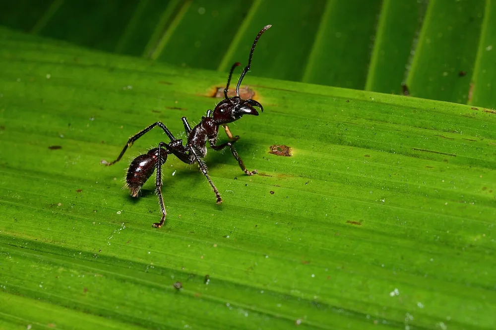 Bullet ant (Paraponera clavata)
