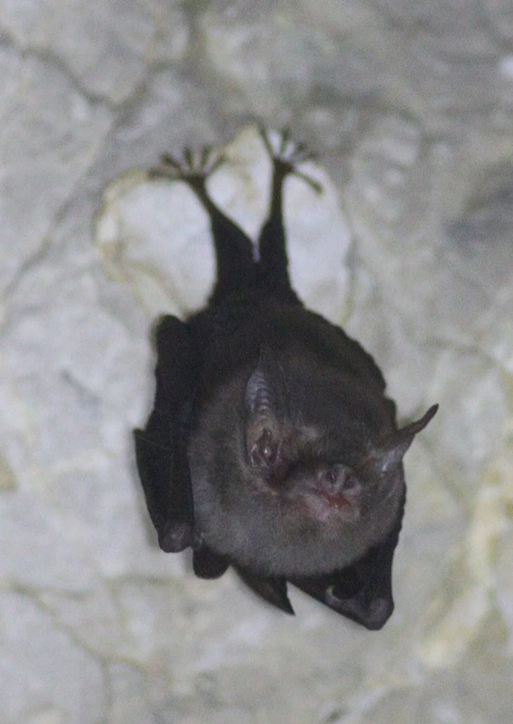 Kitti's hog-nosed (bumblebee) bat (Craseonycteris thonglongyai)