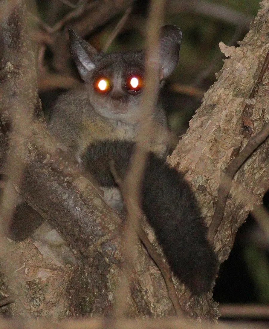 Senegal bushbaby (Galago senegalensis)
