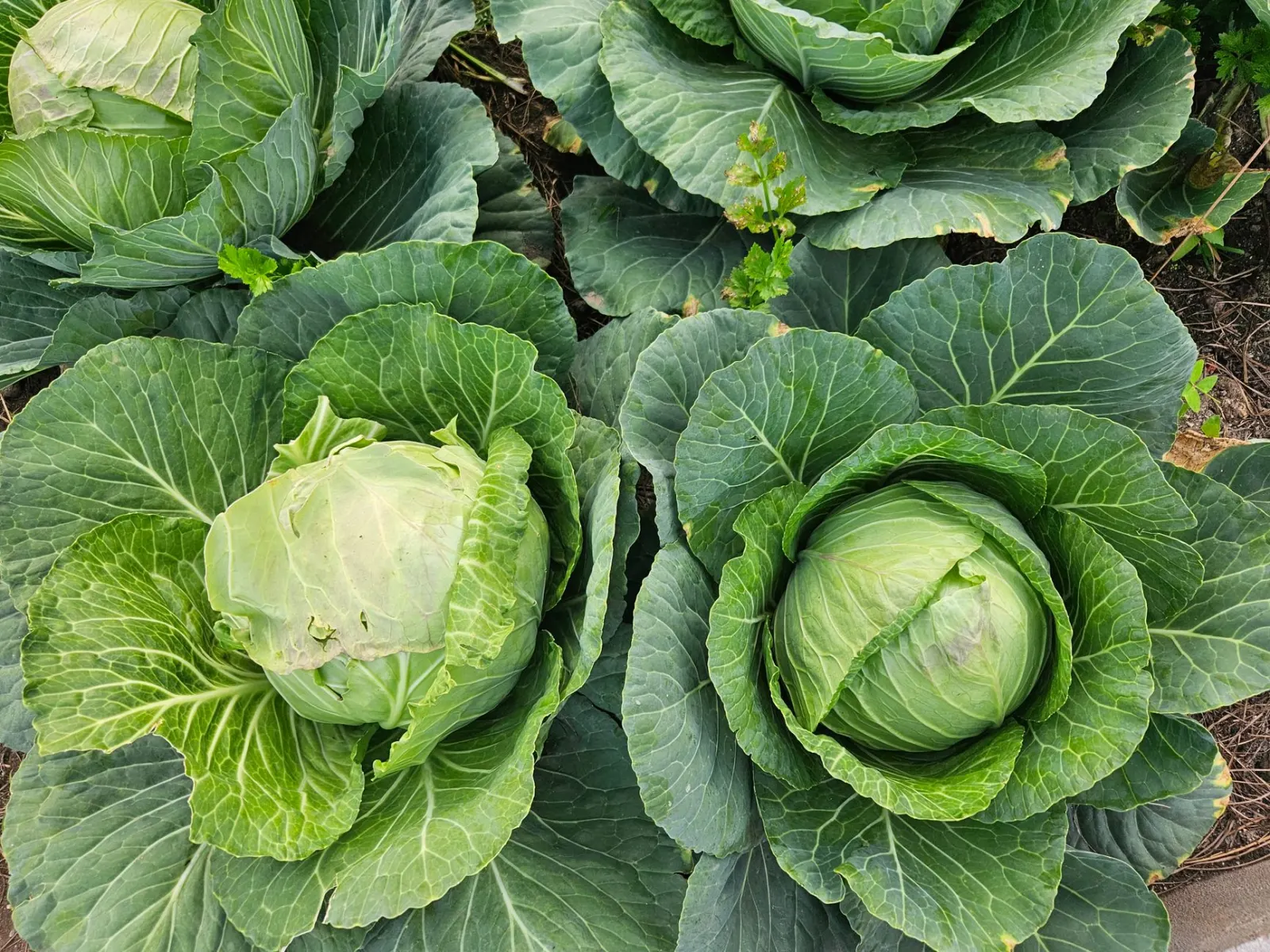 Heads of green cabbage