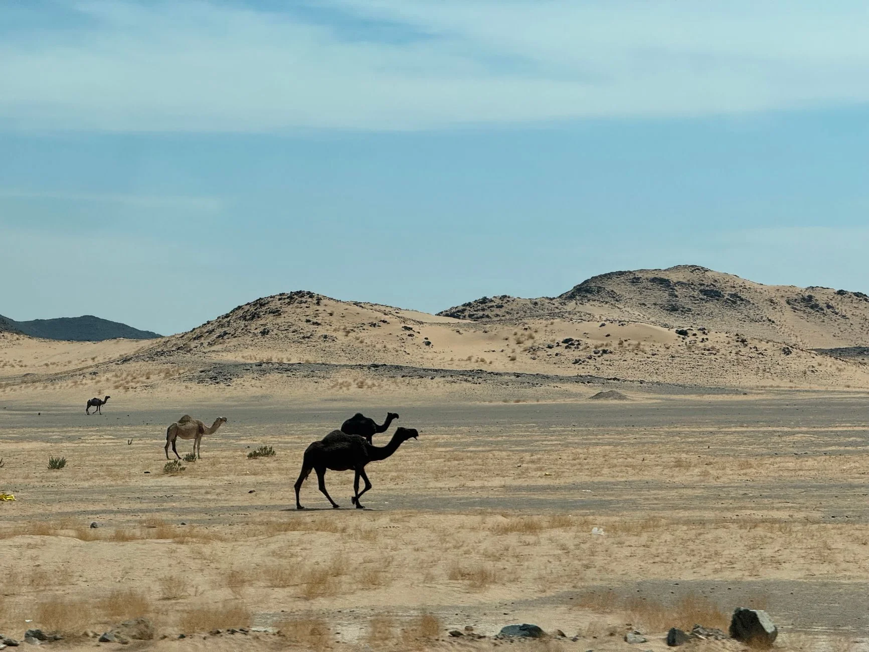 Dromedary camels walking across a stony desert plain below low sandy hills near Riyadh