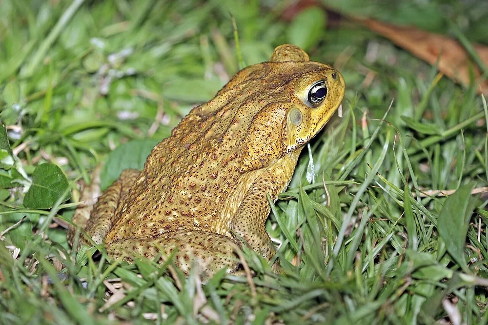 Cane toad (Rhinella marina) sitting on the ground
