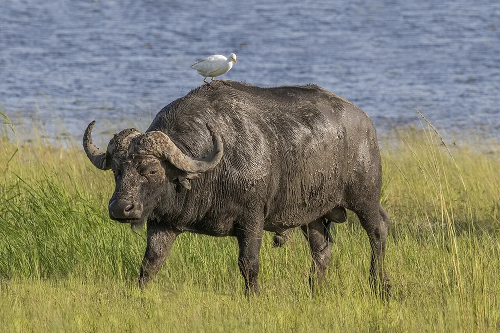 Cape buffalo (Syncerus caffer) with curved horns