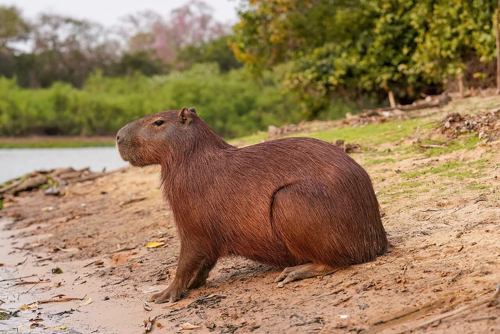 Capybara (Hydrochoerus hydrochaeris) beside water
